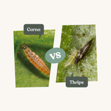 Carna - Anti thrips