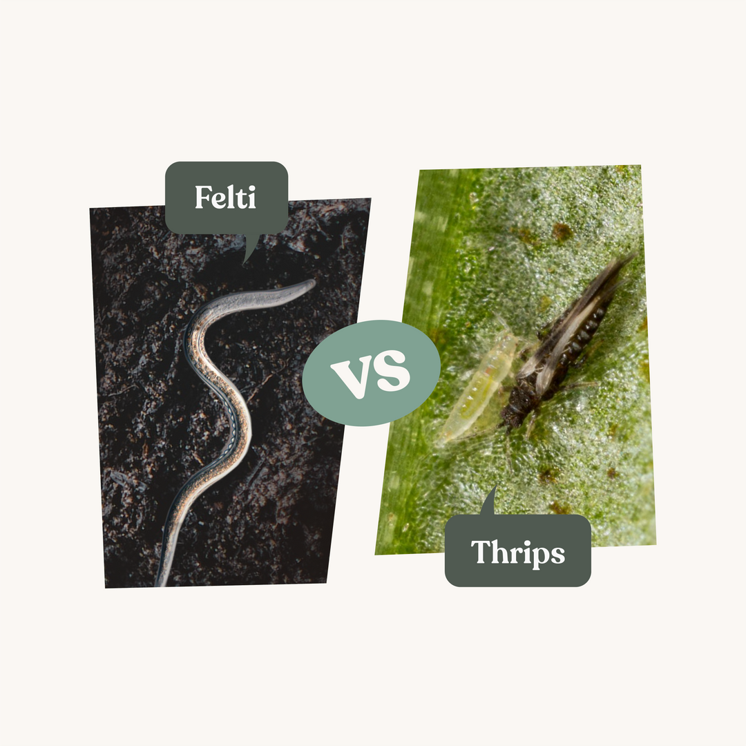 Nématodes Felti - Anti thrips