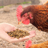 Pack bien être des poules