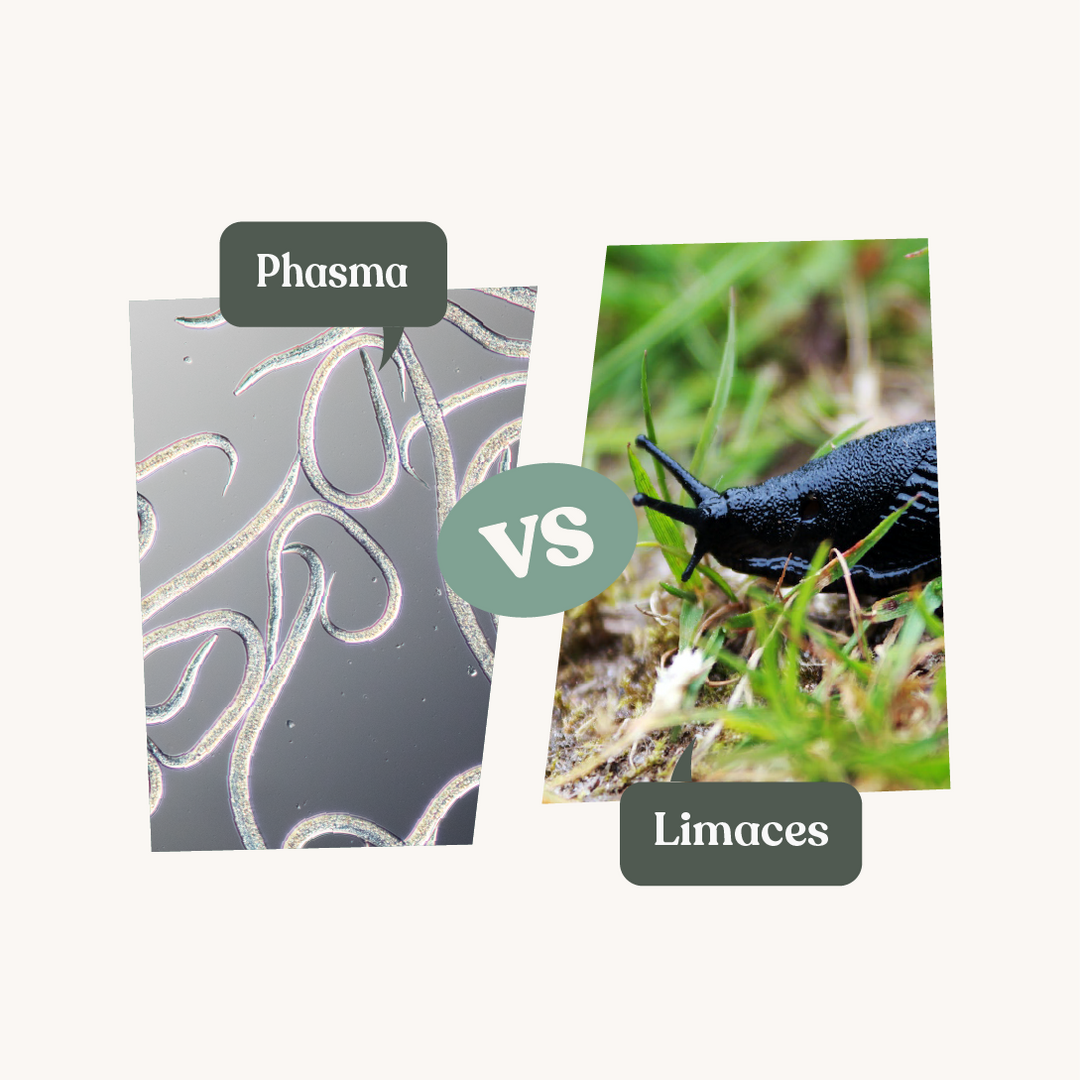 Anti limace - Nématodes Phasma