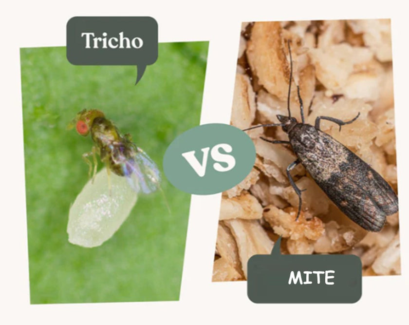 Tricho – Anti mites des vêtements et mites alimentaires